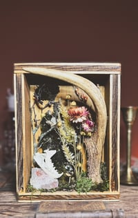 Image 1 of antler & hedgehog jaw shadowbox