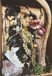 Image 5 of antler & hedgehog jaw shadowbox