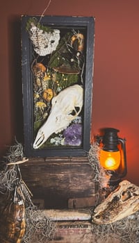 Image 2 of doe skull & hornet nest xl shadowbox