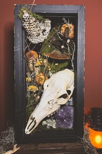 Image 1 of doe skull & hornet nest xl shadowbox
