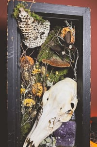 Image 3 of doe skull & hornet nest xl shadowbox