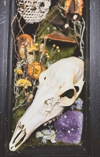 Image 4 of doe skull & hornet nest xl shadowbox