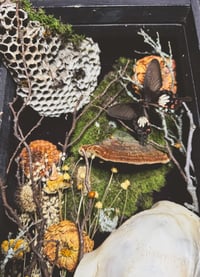 Image 5 of doe skull & hornet nest xl shadowbox