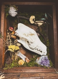 Image 1 of coyote & common jay shadowbox