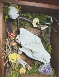 Image 3 of coyote & common jay shadowbox