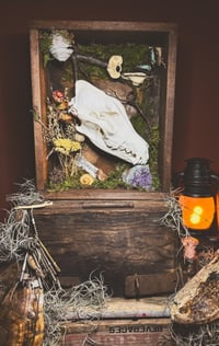 Image 2 of coyote & common jay shadowbox