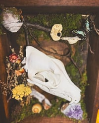 Image 5 of coyote & common jay shadowbox