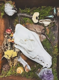 Image 4 of coyote & common jay shadowbox