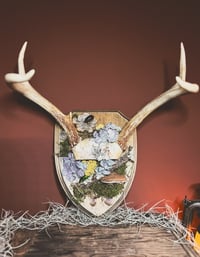 Image 1 of vintage antler rack