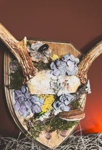 Image 3 of vintage antler rack