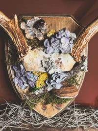 Image 5 of vintage antler rack