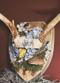 Image 4 of vintage antler rack