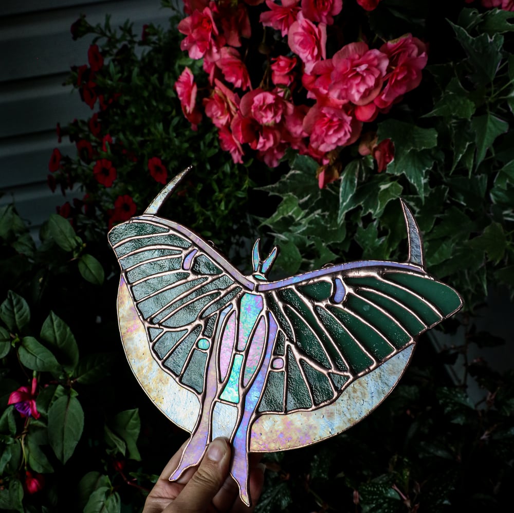 Image of Crescent moth