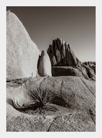 Joshua Tree #3