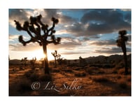 Joshua Tree #2