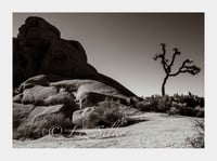 Joshua Tree #4
