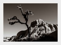 Joshua Tree #5