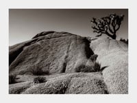Joshua Tree #6