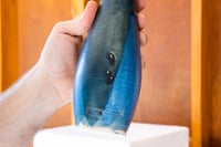 Image 3 of OLI [no. 8]