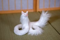 Image 7 of Albino Kudagitsune [in Stock]
