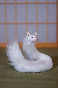 Image 8 of Albino Kudagitsune [in Stock]