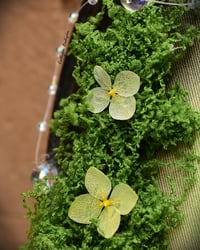 Image 5 of Escoba de la bruja