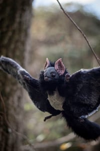 Image 12 of Nobusuma poseable art doll [PREORDER]