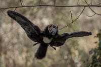 Image 2 of Nobusuma poseable art doll [PREORDER]