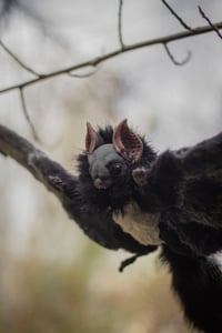 Image 15 of Nobusuma poseable art doll [PREORDER]