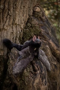 Image 7 of Nobusuma poseable art doll [PREORDER]