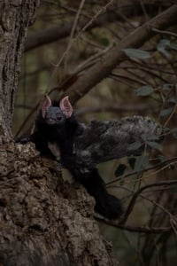 Image 10 of Nobusuma poseable art doll [PREORDER]