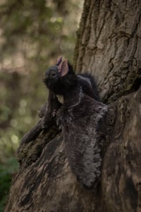 Image 8 of Nobusuma poseable art doll [PREORDER]