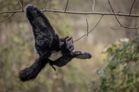 Image 17 of Nobusuma poseable art doll [PREORDER]