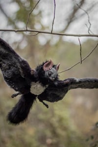 Image 1 of Nobusuma poseable art doll [PREORDER]