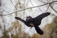 Image 19 of Nobusuma poseable art doll [PREORDER]