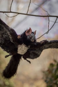 Image 16 of Nobusuma poseable art doll [PREORDER]