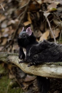 Image 14 of Nobusuma poseable art doll [PREORDER]