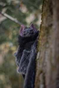 Image 3 of Nobusuma poseable art doll [PREORDER]