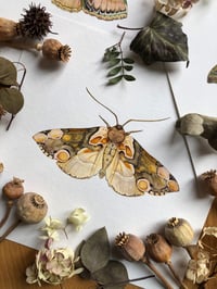 Image 2 of Moonlit moths (Bundle of 3)