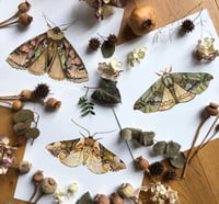 Image 1 of Moonlit moths (Bundle of 3)
