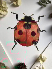 Image 3 of Garden Jewels (Bundle of 3)