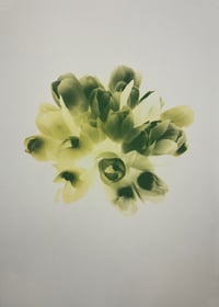 Image 3 of Flowers | varied edition