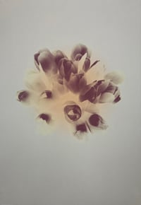 Image 5 of Flowers | varied edition