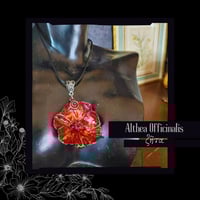 Image 1 of ☽ Althea Officinalis ☾