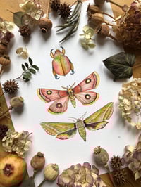 Image 2 of Triad of Wings: Christmas Beetle, Roseate Emperor Moth & Elephant Hawkmoth