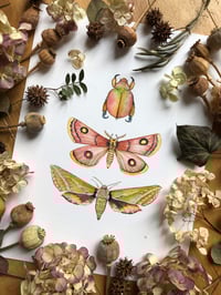 Image 3 of Triad of Wings: Christmas Beetle, Roseate Emperor Moth & Elephant Hawkmoth