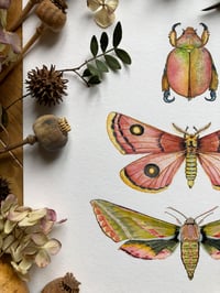 Image 4 of Triad of Wings: Christmas Beetle, Roseate Emperor Moth & Elephant Hawkmoth