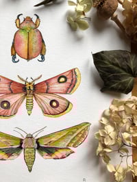 Image 5 of Triad of Wings: Christmas Beetle, Roseate Emperor Moth & Elephant Hawkmoth