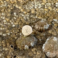 Image 2 of 9ct gold spiral button ring