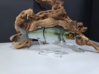 Image 1 of JC Glides- Jailbreaker colorway # 41